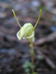 Pterostylis dilatata