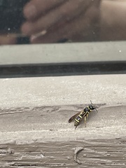 Ancistrocerus adiabatus