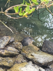 Nyctanassa violacea pauper