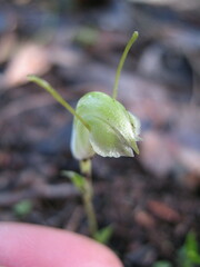 Pterostylis dilatata