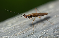 Spilomantis occipitalis