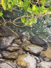 Nyctanassa violacea pauper