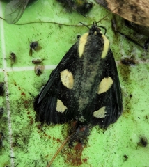 Alypia octomaculata