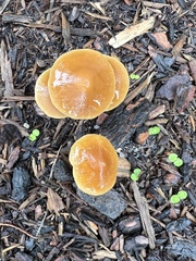 Pholiotina rugosa