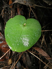 Corybas recurvus