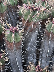 Euphorbia pulvinata