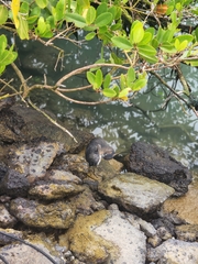 Nyctanassa violacea pauper