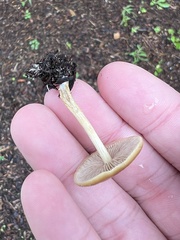 Pholiotina rugosa