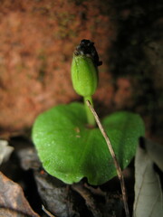 Corybas recurvus