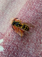 Vespula germanica