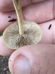 Pholiotina rugosa