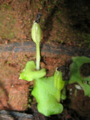 Corybas recurvus