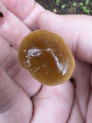 Pholiotina rugosa