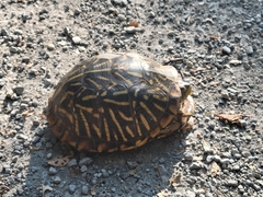 Terrapene ornata