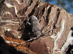 Acanthocinus aedilis