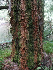 Allocasuarina decussata