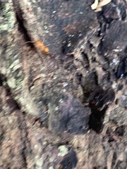 Camponotus castaneus