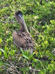 Pelecanus occidentalis urinator