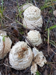 Amanita magniverrucata