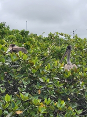 Pelecanus occidentalis urinator