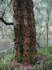 Allocasuarina decussata