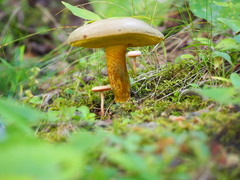 Retiboletus ornatipes