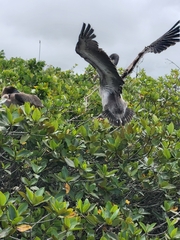 Pelecanus occidentalis urinator