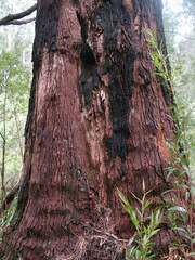Corymbia calophylla