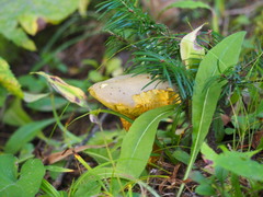 Retiboletus ornatipes