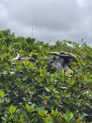 Pelecanus occidentalis urinator