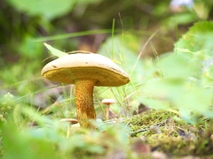 Retiboletus ornatipes