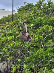 Pelecanus occidentalis urinator