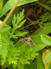 Isturgia disputaria