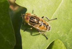Eristalinus megacephalus