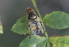 Eristalinus megacephalus