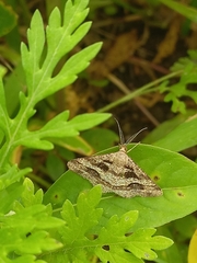 Isturgia disputaria