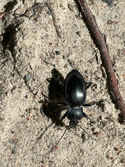 Carabus glabratus