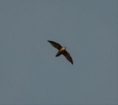 Chaetura pelagica