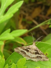 Isturgia disputaria