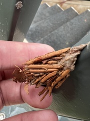 Thyridopteryx ephemeraeformis