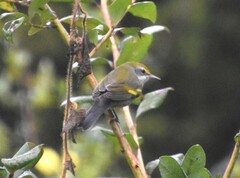 Vermivora chrysoptera