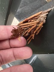 Thyridopteryx ephemeraeformis