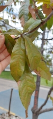 Quercus humboldtii