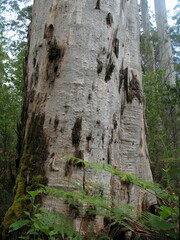 Eucalyptus diversicolor