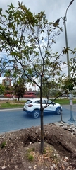 Quercus humboldtii