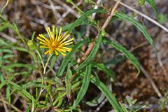 Hieracium umbellatum