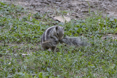 Funambulus pennantii