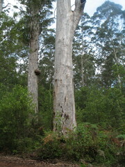 Eucalyptus diversicolor