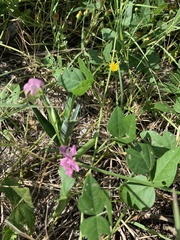 Phaseolus polystachios