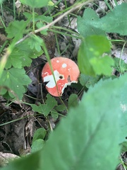 Russula rosacea